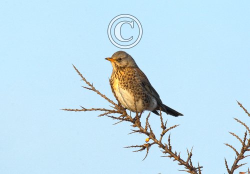 Fieldfare on Sea Buckthorn 4 DM0169